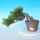 Pinus thunbergii - Borovice thunbergova - 1/5