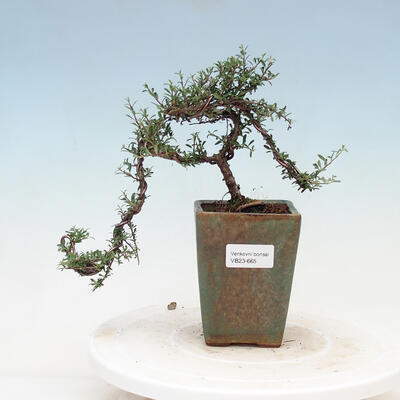 Venkovní bonsai-Cotoneaster astrophorus-Skalník