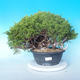 Venkovní bonsai - Juniperus chinensis ITOIGAWA - Jalovec čínský - 1/6