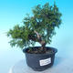 Venkovní bonsai - Juniperus chinensis ITOIGAWA - Jalovec čínský - 1/6