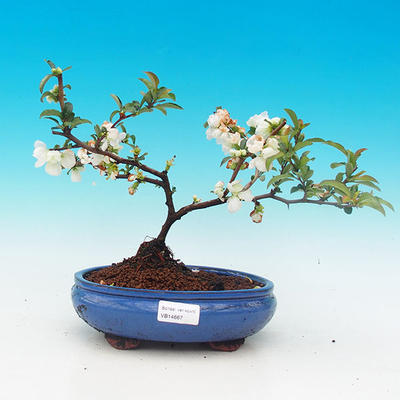 Venkovní bonsai - Kdoulovec japonský - 1