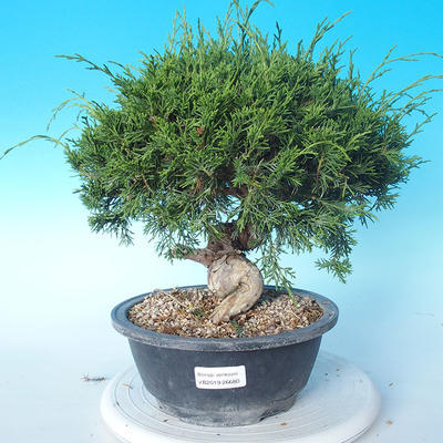 Venkovní bonsai - Juniperus chinensis ITOIGAWA - Jalovec čínský - 1