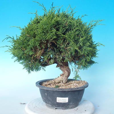 Venkovní bonsai - Juniperus chinensis ITOIGAWA - Jalovec čínský - 1