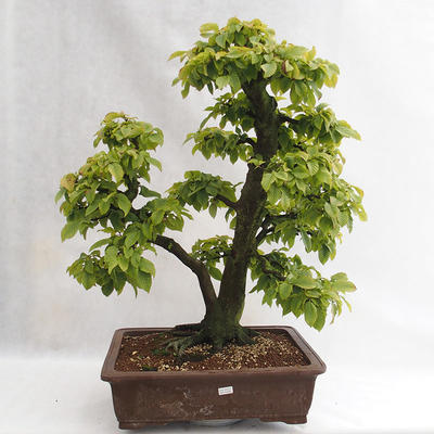 Venkovní bonsai - Habr obecný - Carpinus betulus VB2019-26689 - 1