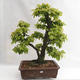Venkovní bonsai - Habr obecný - Carpinus betulus VB2019-26689 - 1/5