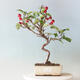 Venkovní bonsai -Malus halliana - Maloplodá jabloň - 1/5