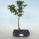 Venkovní bonsai - Acer palmatum SHISHIGASHIRA- Javor malolistý VB2020-668 - 1/3