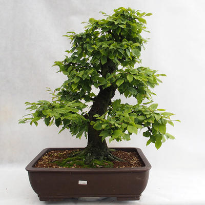 Venkovní bonsai - Habr obecný - Carpinus betulus VB2019-26690 - 1