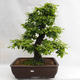 Venkovní bonsai - Habr obecný - Carpinus betulus VB2019-26690 - 1/5