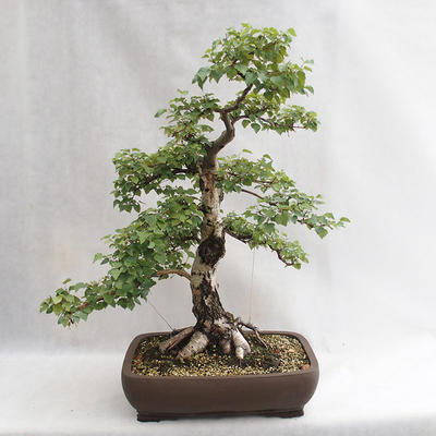 Venkovní bonsai - Betula verrucosa - Bříza bělokorá  VB2019-26695 - 1