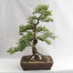 Venkovní bonsai - Betula verrucosa - Bříza bělokorá  VB2019-26695 - 1/5