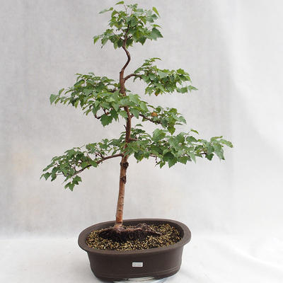 Venkovní bonsai - Betula verrucosa - Bříza bělokorá  VB2019-26696 - 1