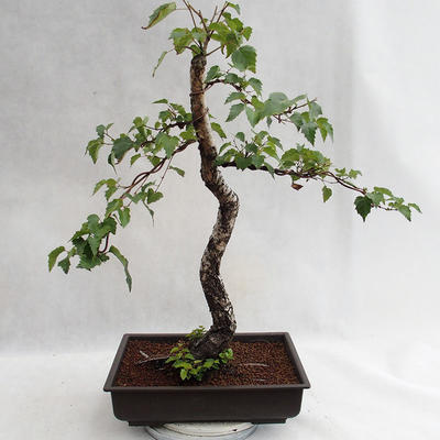 Venkovní bonsai - Betula verrucosa - Bříza bělokorá  VB2019-26697 - 1