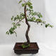 Venkovní bonsai - Betula verrucosa - Bříza bělokorá  VB2019-26697 - 1/5