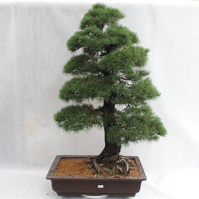 Venkovní bonsai - Pinus sylvestris - Borovice lesní VB2019-26699 - 1