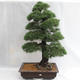 Venkovní bonsai - Pinus sylvestris - Borovice lesní VB2019-26699 - 1/6