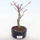 Venkovní bonsai - Acer palm. Atropurpureum-Javor dlanitolistý červený - 1/2