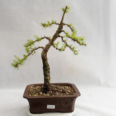 Venkovní bonsai -Larix decidua - Modřín opadavý VB2019-26702 - 1