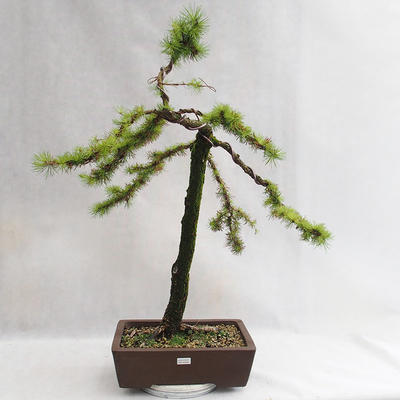 Venkovní bonsai -Larix decidua - Modřín opadavý VB2019-26704 - 1