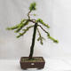 Venkovní bonsai -Larix decidua - Modřín opadavý VB2019-26704 - 1/5