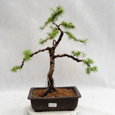 Venkovní bonsai -Larix decidua - Modřín opadavý VB2019-26707 - 1
