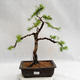 Venkovní bonsai -Larix decidua - Modřín opadavý VB2019-26707 - 1/5