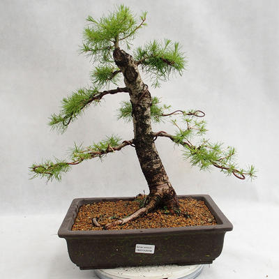 Venkovní bonsai -Larix decidua - Modřín opadavý VB2019-26708 - 1