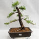 Venkovní bonsai -Larix decidua - Modřín opadavý VB2019-26708 - 1/5