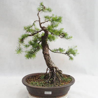 Venkovní bonsai -Larix decidua - Modřín opadavý VB2019-26709 - 1