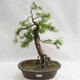 Venkovní bonsai -Larix decidua - Modřín opadavý VB2019-26709 - 1/5