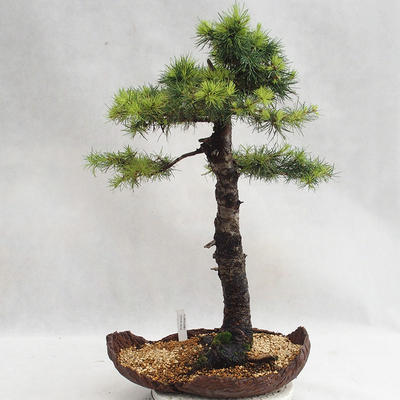 Venkovní bonsai -Larix decidua - Modřín opadavý VB2019-26710 - 1