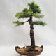 Venkovní bonsai -Larix decidua - Modřín opadavý VB2019-26710 - 1/5
