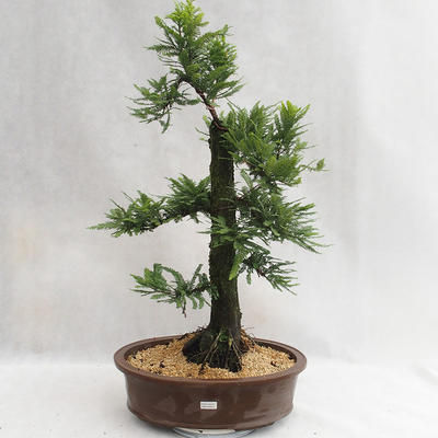 Venkovní bonsai - Metasequoia glyptostroboides - Metasekvoje čínská malolistá  VB2019-26711 - 1