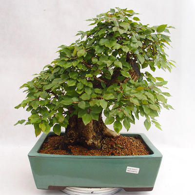 Venkovní bonsai - Habr korejsky - Carpinus carpinoides VB2019-26715 - 1