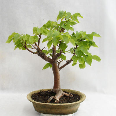 Venkovní bonsai - Lípa srdčitá - Tilia cordata 404-VB2019-26717 - 1