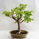 Venkovní bonsai - Lípa srdčitá - Tilia cordata 404-VB2019-26717 - 1/5