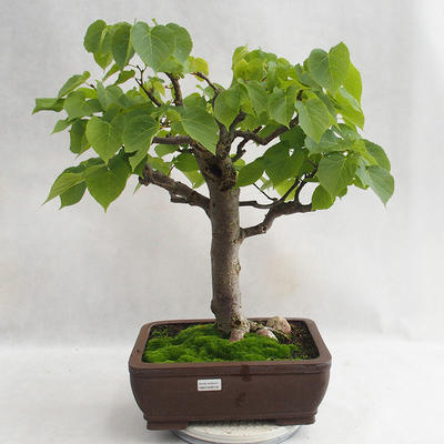 Venkovní bonsai - Lípa srdčitá - Tilia cordata 404-VB2019-26718 - 1
