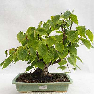 Venkovní bonsai - Lípa srdčitá - Tilia cordata 404-VB2019-26719 - 1