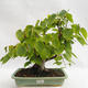 Venkovní bonsai - Lípa srdčitá - Tilia cordata 404-VB2019-26719 - 1/5