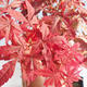 Venkovní bonsai - Acer palm. Atropurpureum-Javor dlanitolistý červený 408-VB2019-26725 - 1/2
