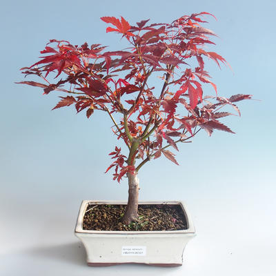 Venkovní bonsai - Acer palm. Atropurpureum-Javor dlanitolistý červený 408-VB2019-26727 - 1