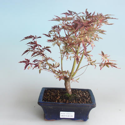 Venkovní bonsai -Javor dlanitolistý Acer palmatum Butterfly 408-VB2019-26729 - 1