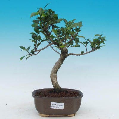 Pokojová bonsai - malolistý fíkus - 1