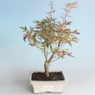 Venkovní bonsai -Javor dlanitolistý Acer palmatum Butterfly 408-VB2019-26730 - 1
