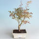 Venkovní bonsai -Javor dlanitolistý Acer palmatum Butterfly 408-VB2019-26730 - 1/2