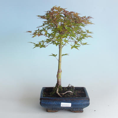 Venkovní bonsai - Acer palmatum Beni Tsucasa - Javor dlanitolistý 408-VB2019-26731 - 1
