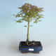 Venkovní bonsai - Acer palmatum Beni Tsucasa - Javor dlanitolistý 408-VB2019-26731 - 1/4