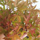 Venkovní bonsai - Acer palmatum Beni Tsucasa - Javor dlanitolistý 408-VB2019-26736 - 1/4