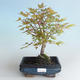 Venkovní bonsai - Acer palmatum Beni Tsucasa - Javor dlanitolistý 408-VB2019-26732 - 1/4