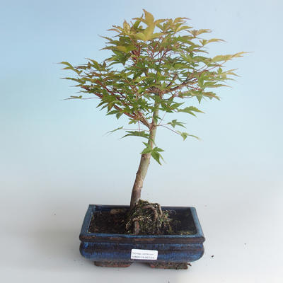 Venkovní bonsai - Acer palmatum Beni Tsucasa - Javor dlanitolistý 408-VB2019-26733 - 1